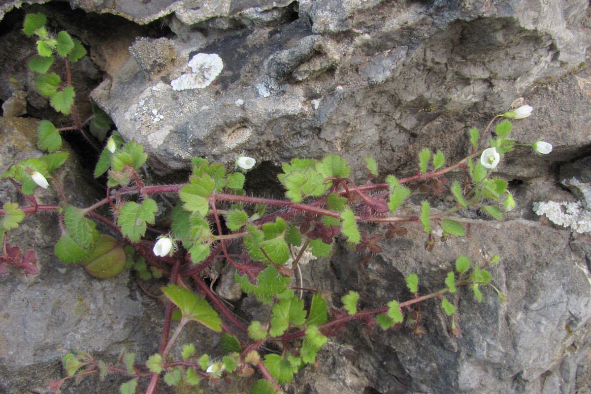 Image of Veronica cymbalaria specimen.