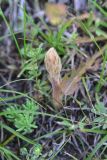 View full-size image genus Orobanche