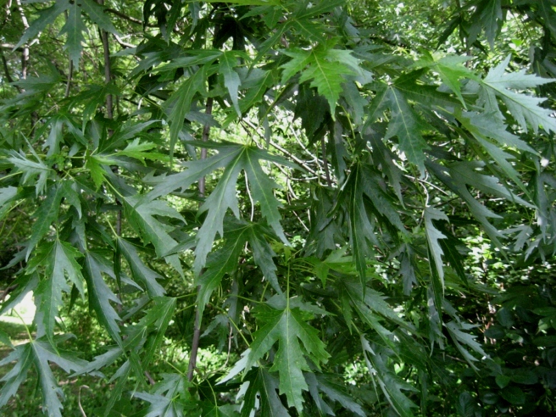 Image of Acer saccharinum specimen.