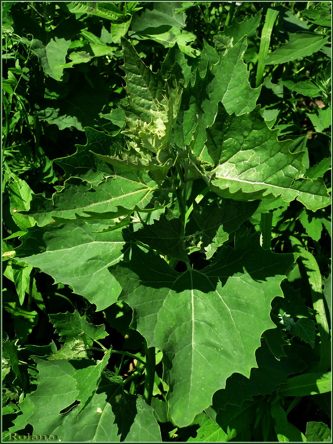 Image of Atriplex sagittata specimen.