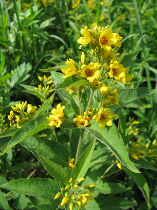 Image of Lysimachia vulgaris specimen.