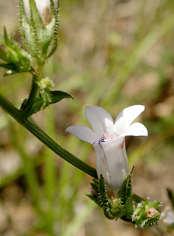 Изображение особи Campanula sibirica.