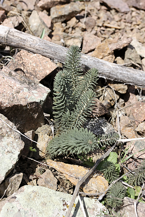 Image of Pseudosedum longidentatum specimen.