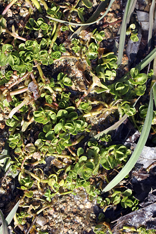 Image of Veronica beccabunga ssp. muscosa specimen.