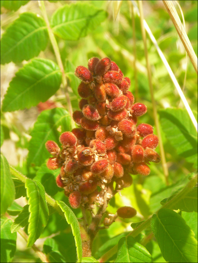 Image of Rhus coriaria specimen.