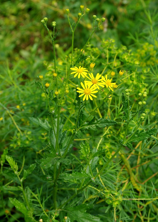 Изображение особи Senecio jacobaea.