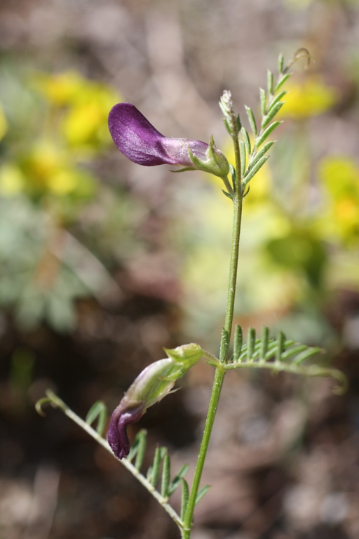 Изображение особи Vicia peregrina.