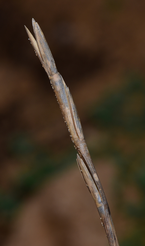 Изображение особи Elytrigia juncea.