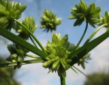 Cyperus eragrostis