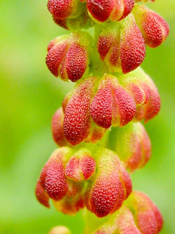 Image of Rumex bucephalophorus specimen.