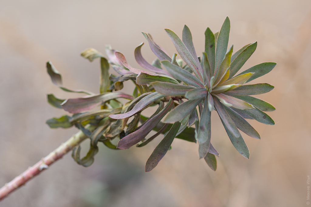 Изображение особи род Euphorbia.