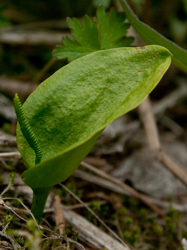 Изображение особи Ophioglossum alaskanum.