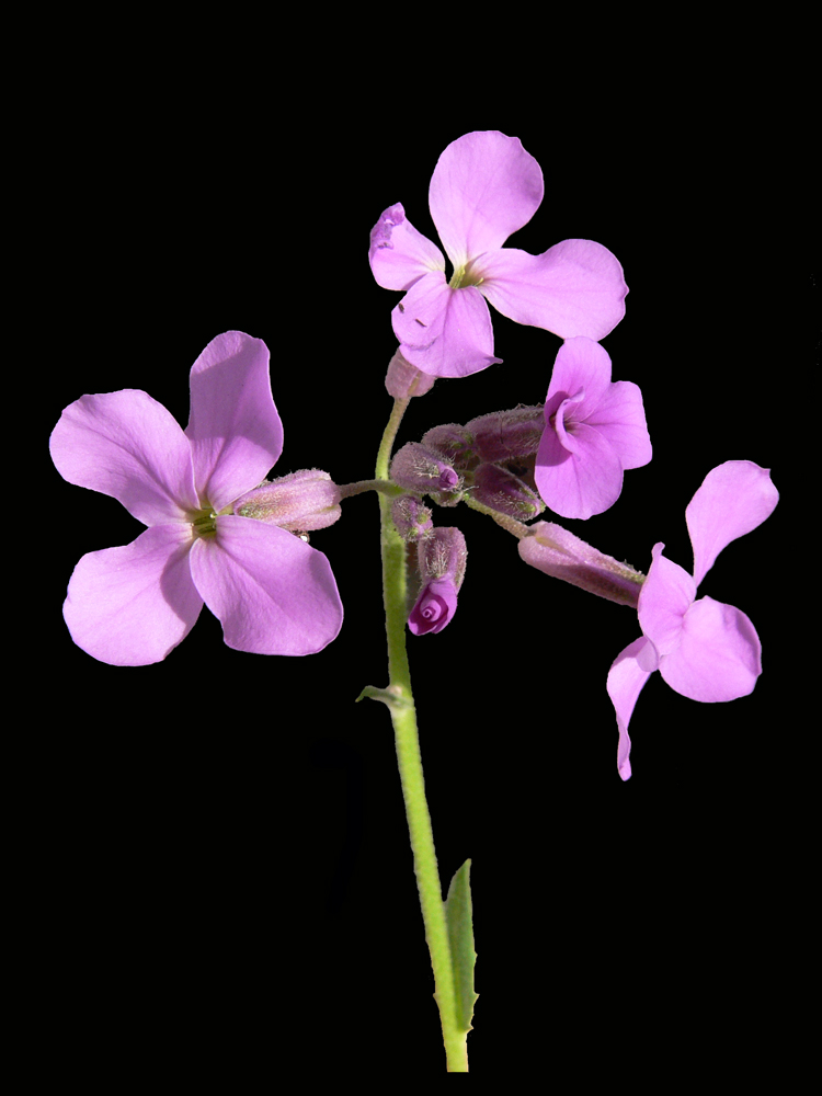 Image of Hesperis matronalis specimen.