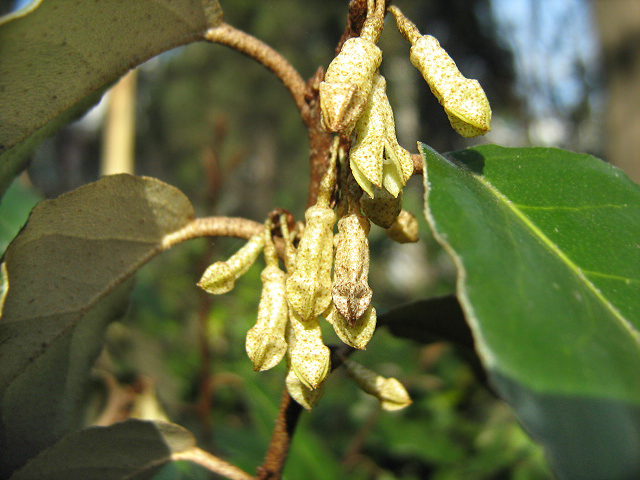 Image of Elaeagnus pungens specimen.