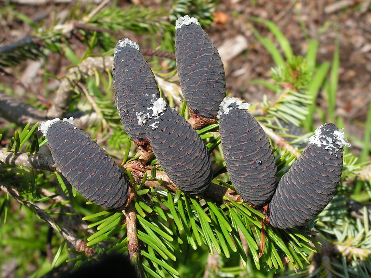 Image of Abies nephrolepis specimen.