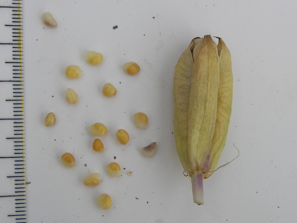 Image of Bulbocodium versicolor specimen.