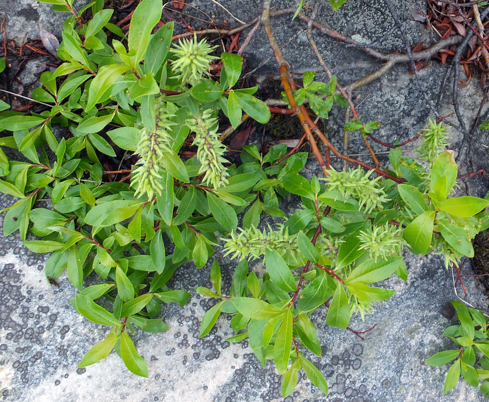 Image of Salix phylicifolia specimen.