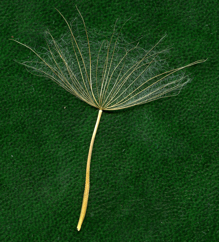 Image of Tragopogon dubius ssp. major specimen.