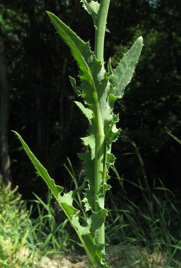 Изображение особи Sonchus arvensis.