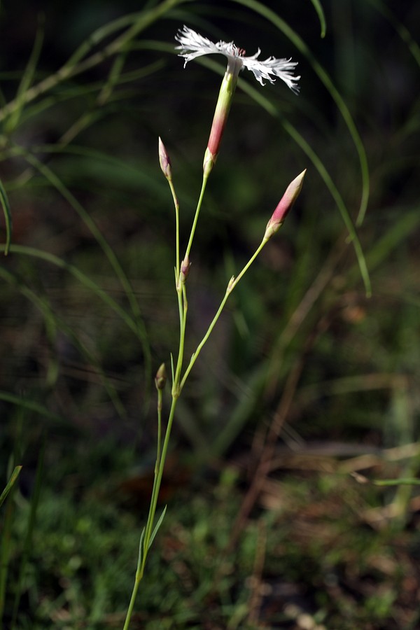 Image of Dianthus borussicus specimen.