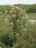 genus Centaurea. Цветущее растение у подножия мелового склона. Украина, Донецкая обл., Славянский р-н, окр. пос. Богородичное. 08.07.2012.