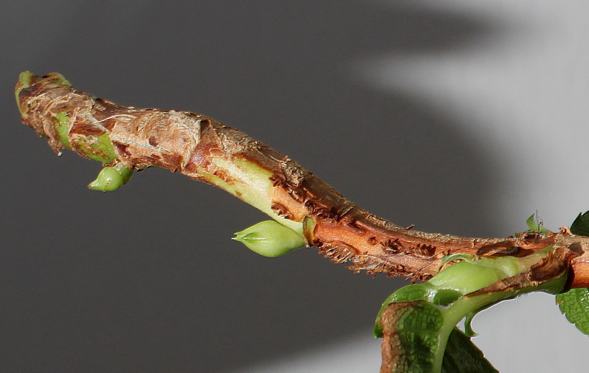 Image of Hydrangea petiolaris specimen.