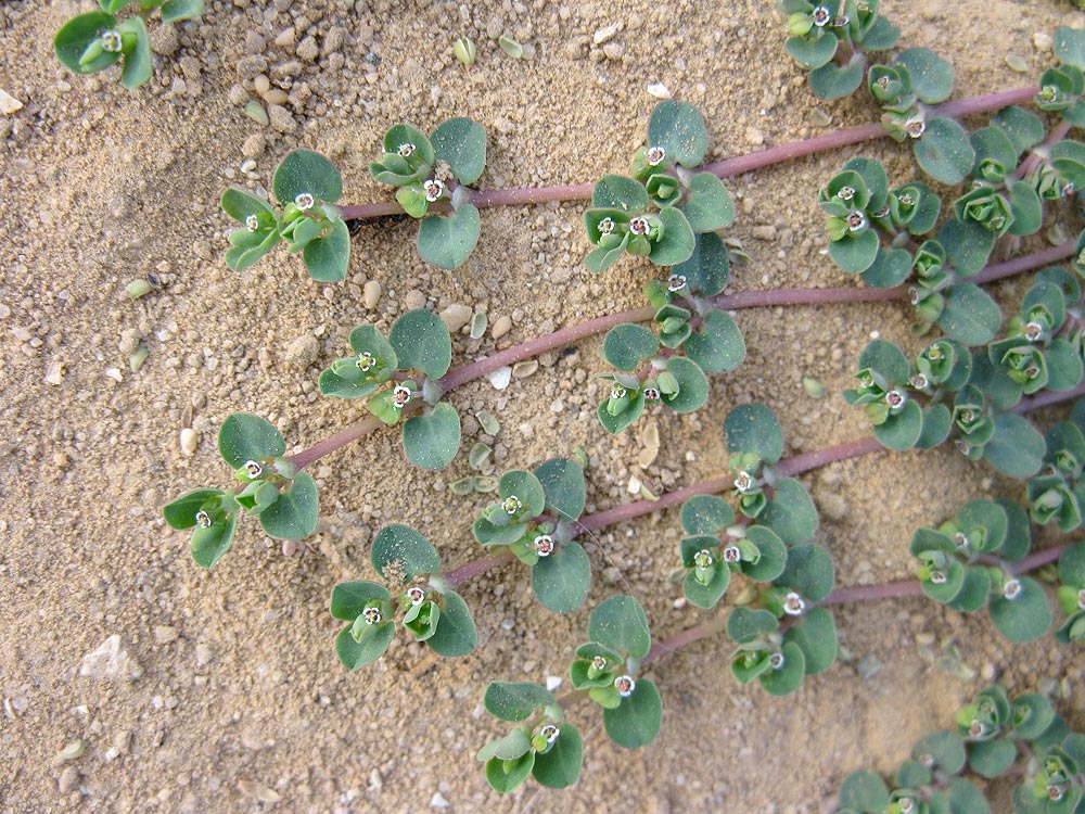 Image of Euphorbia serpens specimen.