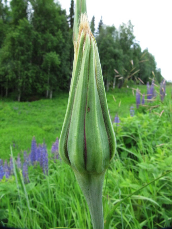 Изображение особи Tragopogon orientalis.