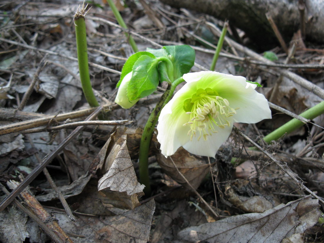 Image of Helleborus caucasicus specimen.