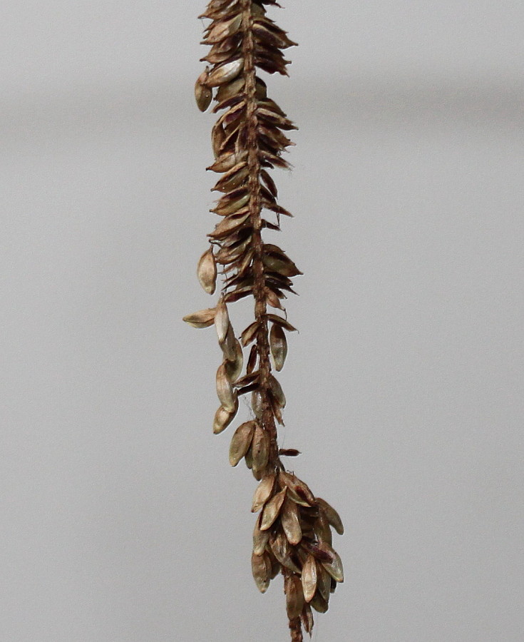 Image of Carex pendula specimen.