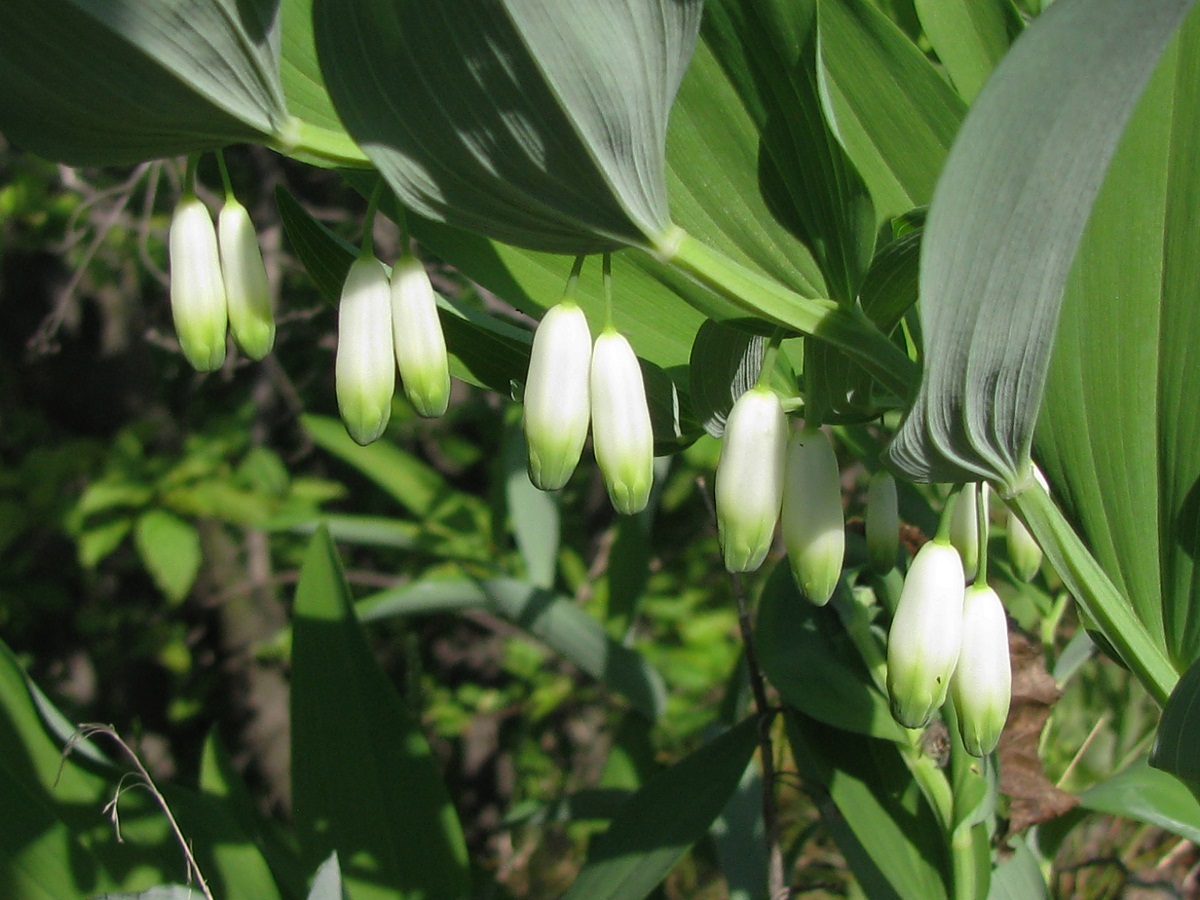 Image of Polygonatum odoratum specimen.