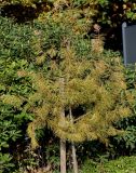 Pinus bungeana. Молодое, не укоренившееся, погибающие деревце. Германия, г. Krefeld, ботанический сад. 21.10.2012.