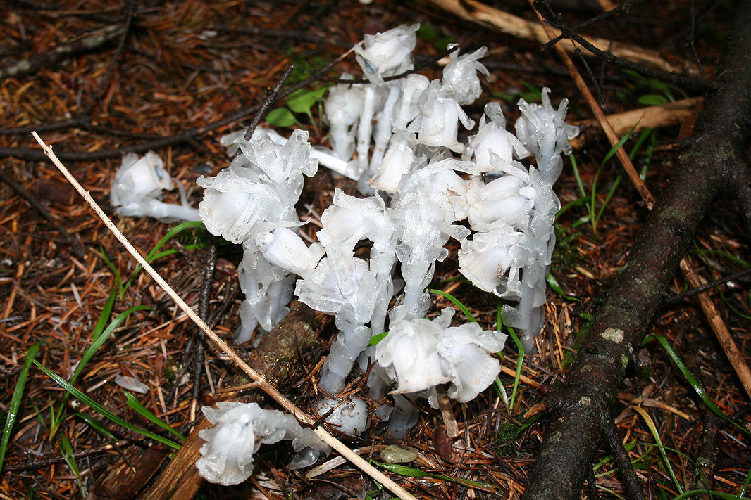 Image of Monotropastrum humile specimen.