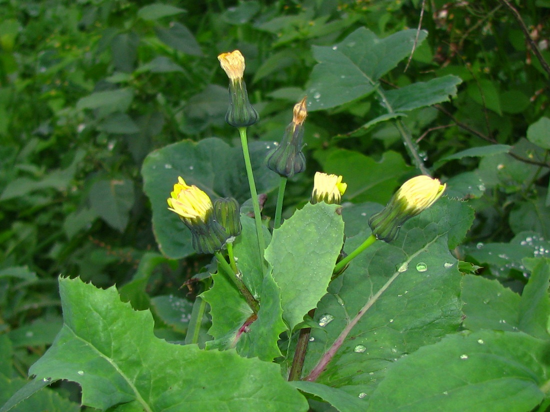 Изображение особи Sonchus oleraceus.