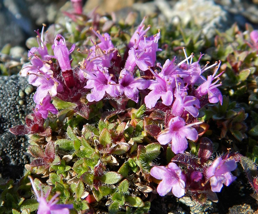 Image of Thymus glabricaulis specimen.