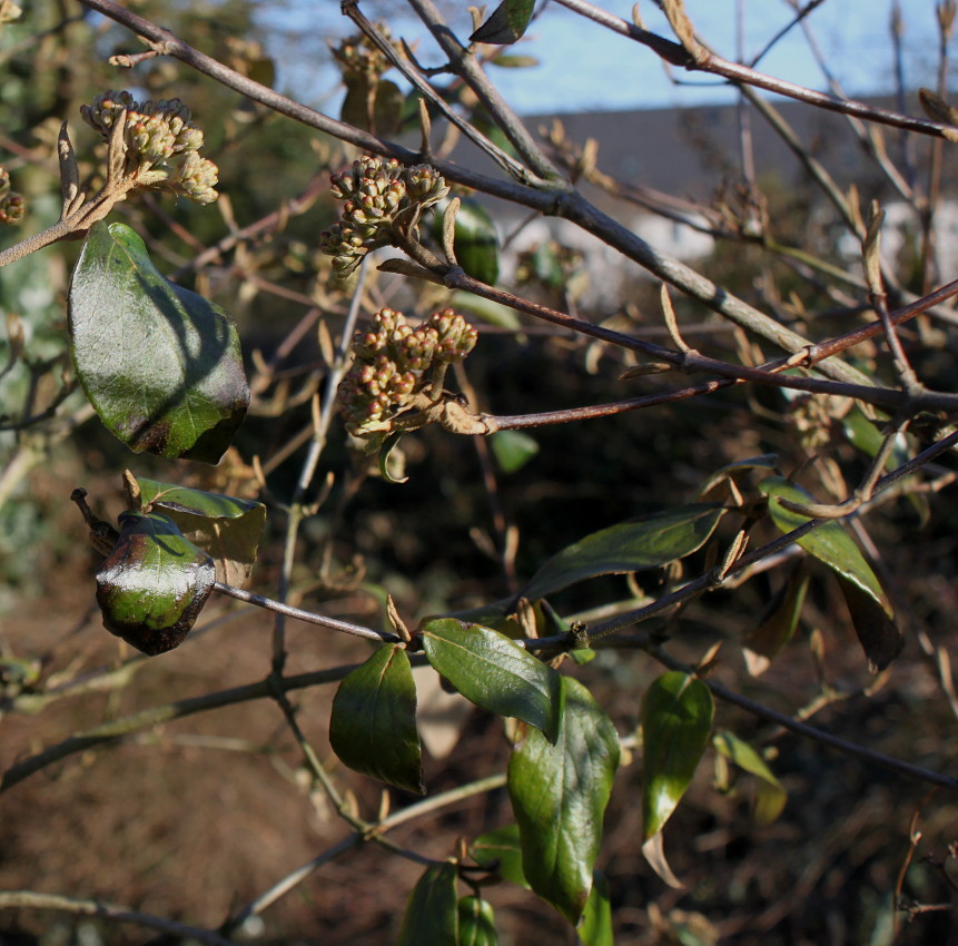 Изображение особи Viburnum &times; burkwoodii.