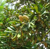 Смотреть изображение Magnolia grandiflora