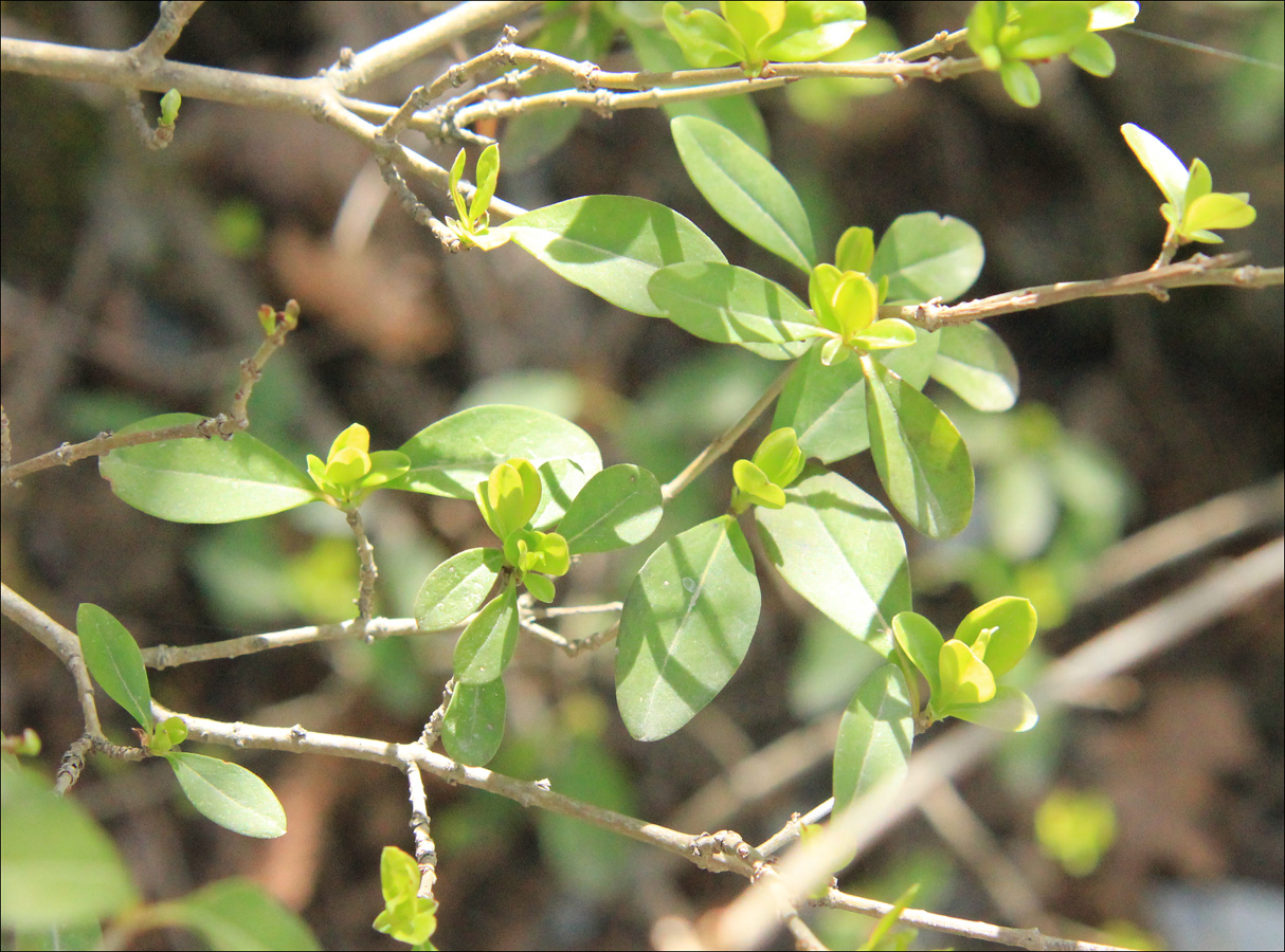 Image of Ligustrum vulgare specimen.