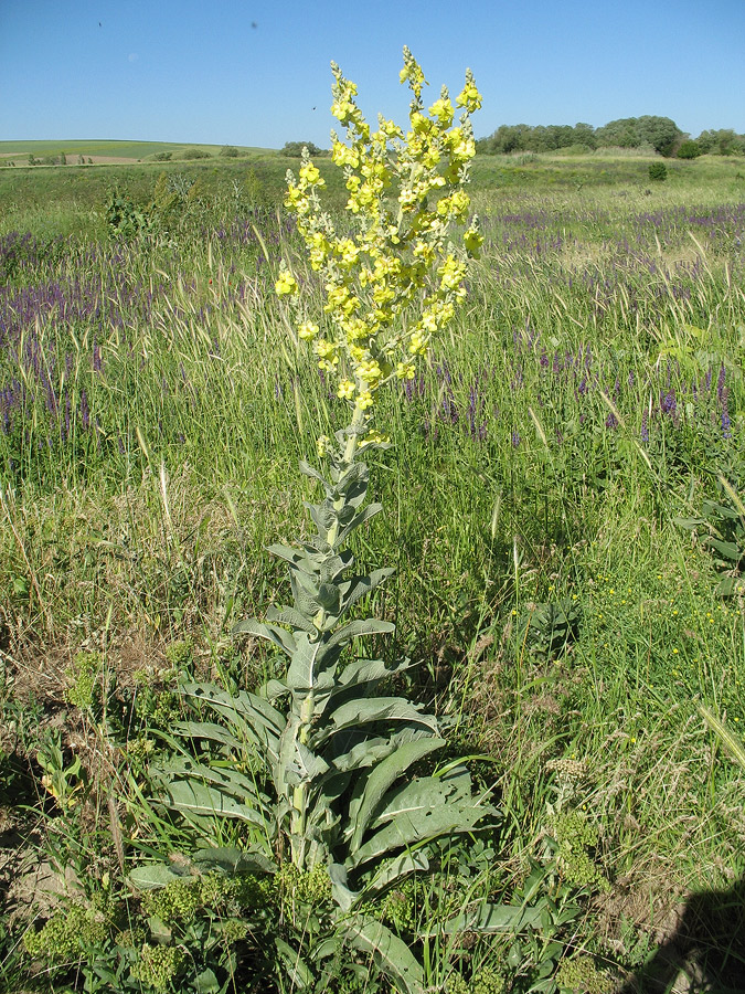 Image of Verbascum songaricum specimen.