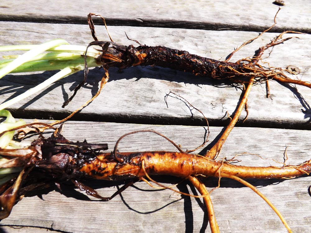 Image of Cynoglossum officinale specimen.