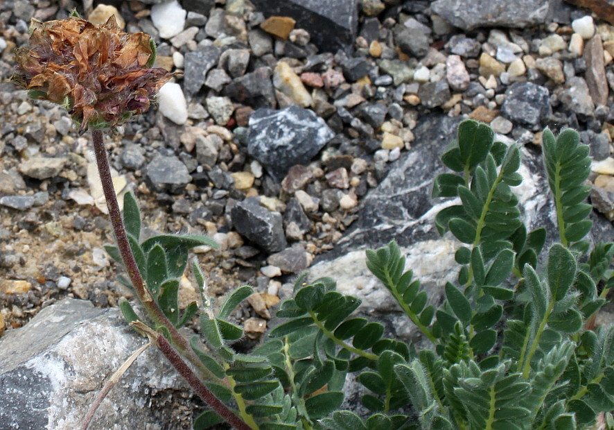 Image of Anthyllis montana specimen.