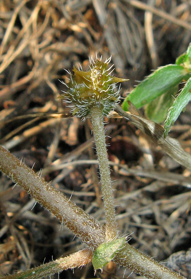 Image of Tribulus terrestris specimen.