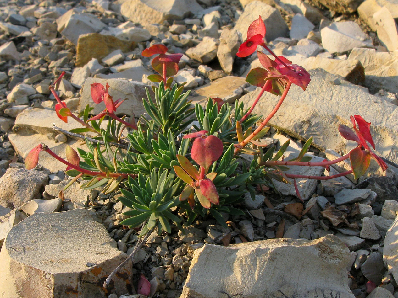 Изображение особи Euphorbia petrophila.