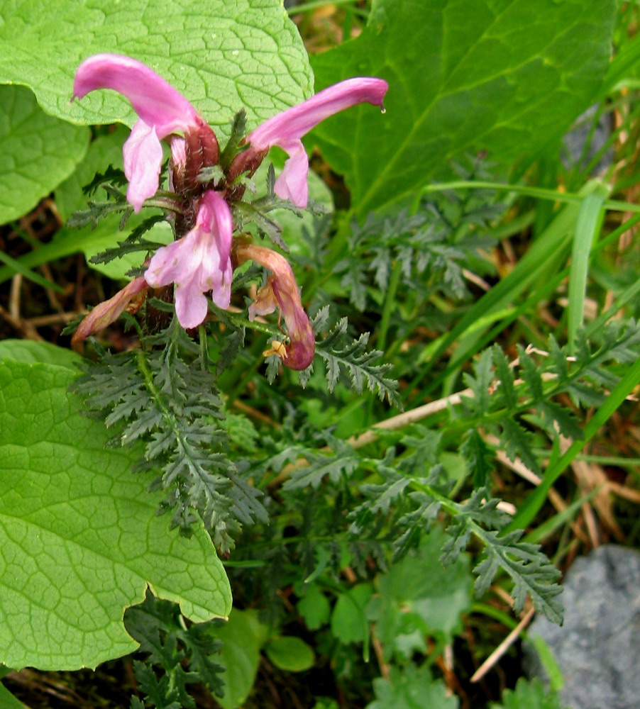 Image of Pedicularis fissa specimen.