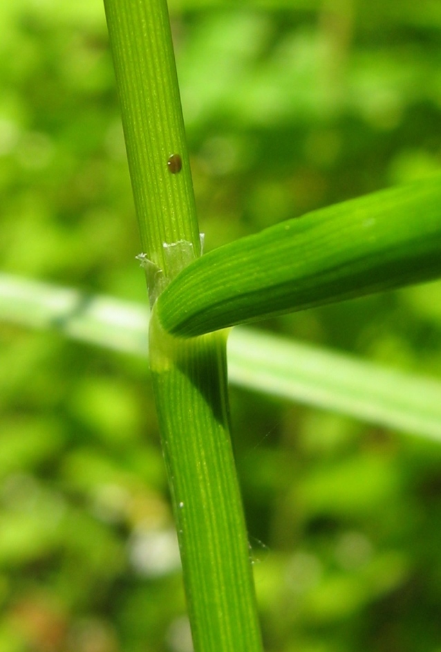 Image of Glyceria lithuanica specimen.