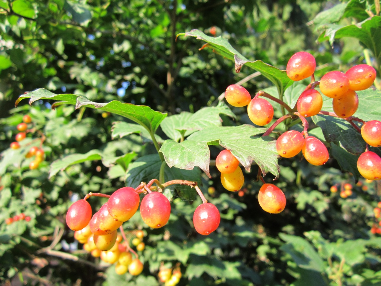 Image of Viburnum opulus specimen.