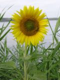 Helianthus annuus