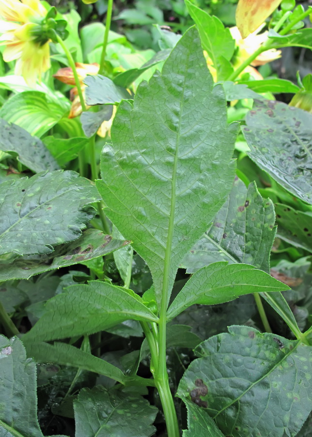 Image of Dahlia &times; cultorum specimen.