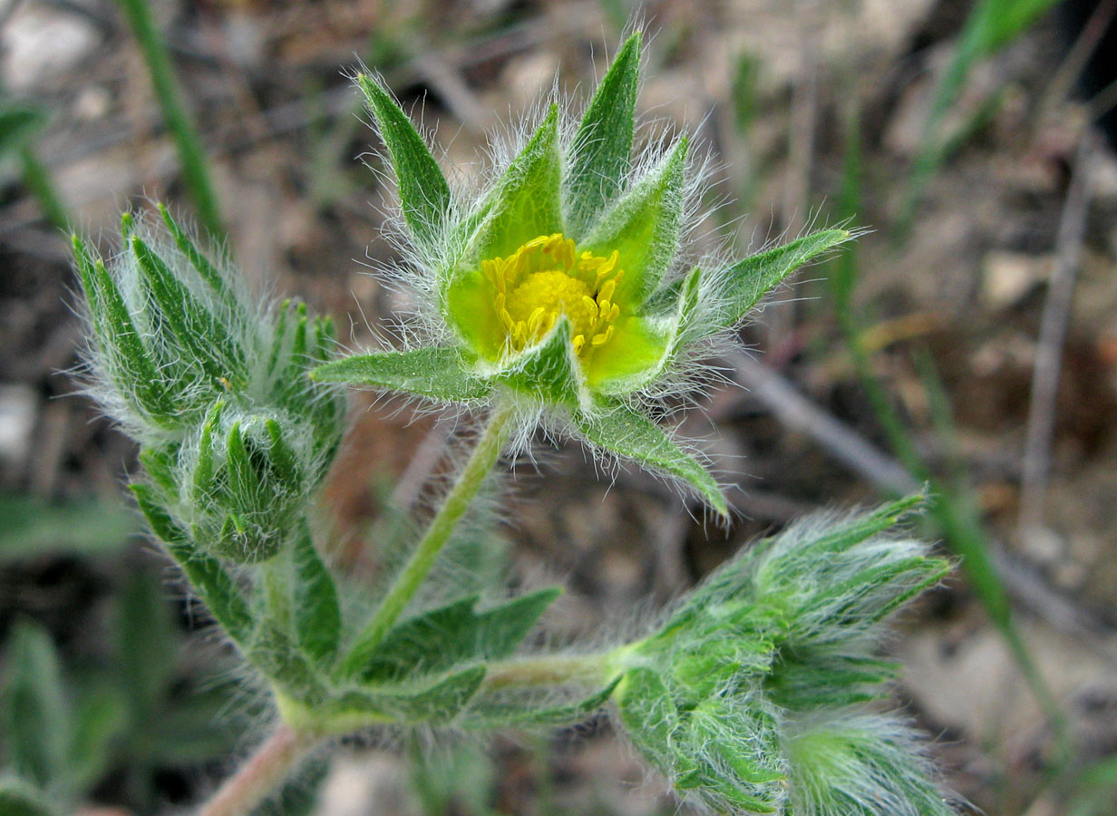 Изображение особи Potentilla recta.