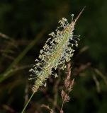 Phleum pratense. Соцветие. Московская обл., Раменский р-н, окр. ж.-д. платформы Хрипань, окраина поля. 28.06.2013.